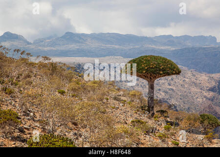 Blut Drachenbaum, Dracaena Cinnabari, auf einer Insel Sokotra, Jemen Stockfoto