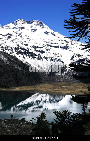 Blick auf den Vulkan Lonquimay im Süden von Chile Stockfoto