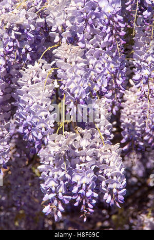 Nahaufnahme von lila Wisteria Blüten Stockfoto