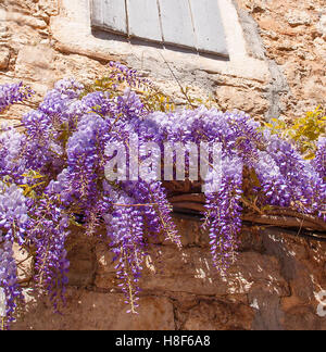 Glyzinien an mediterrane Steinwand von traditionellen alten Steinhaus in Montenegro Stockfoto