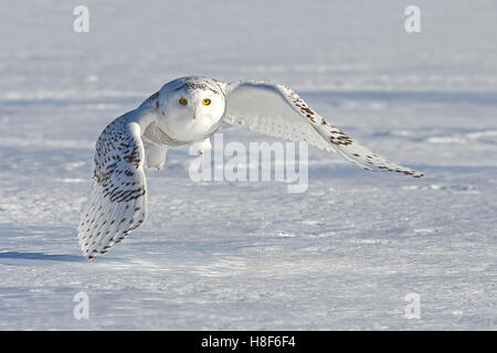 Schnee-eule (Bubo scandiacus) fliegt über ein schneebedecktes Feld in Kanada Stockfoto