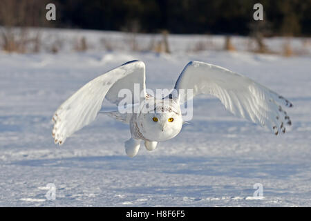 Schnee-eule (Bubo scandiacus) fliegt über ein schneebedecktes Feld in Kanada Stockfoto