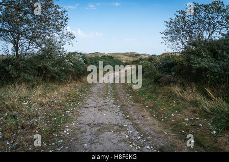 Pfad durch die Dünen bestreut mit Silber-Pappel Blätter. L. Populus Alba. E. Abele, Silber-Pappel, Silverleaf Pappel Stockfoto