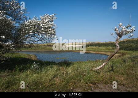 Silverleaf Pappeln in der Nähe einer Düne See Wasserloch. L. Populus Alba, E. Abele, Silber-Pappel, Silverleaf Pappel Silberpappel. Stockfoto