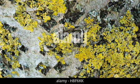 Gelb und graugrünen Lychen auf dem Stamm der Silverleaf Pappel. L. Populus Alba. E. Abele, Silber-Pappel, Silberpappel Stockfoto
