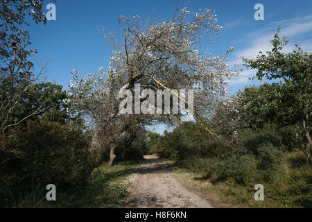 Wind geformten Silverleaf Pappeln entlang der Sandpath durch die Dünen. (Auch genannt: L. Populus Alba. E. Abele, Silber-Pappel, si Stockfoto