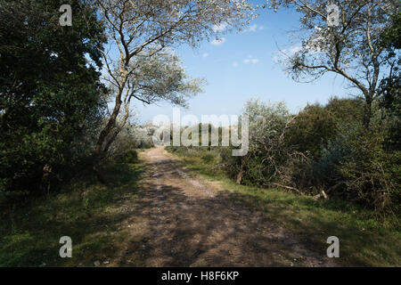 Silverleaf Pappeln entlang eines Sandpath durch die Dünen. L. Populus Alba. E. Abele, Silber-Pappel, Silverleaf Pappeln Stockfoto