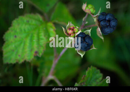 Europäische Kratzbeere (Rubus Caesius), zwei dunkelblau oder Schwarz setzt sich Berry mit grünen Kratzbeere im Hintergrund lässt Stockfoto