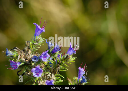 Leuchtend violett-blauen Blüten des Blueweed, auch bekannt als viper's Bugloss (Echium Vulgare) in einem Meer von wehenden Gräsern. Stockfoto