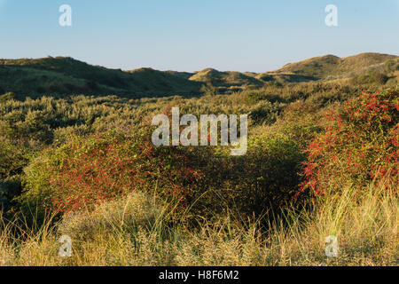 Weißdorn Gebüsch und Dünental im Morgenlicht. Nord-Holland Dünen Reserve, Egmond Aan Zee, Niederlande. Stockfoto