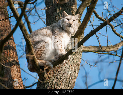 Eurasischer Luchs (Lynx Lynx), männliche in der Struktur gefangen, Deutschland Stockfoto