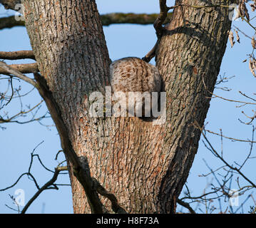 Eurasischer Luchs (Lynx Lynx) im Baum, Bürzel, in Gefangenschaft, Deutschland Stockfoto