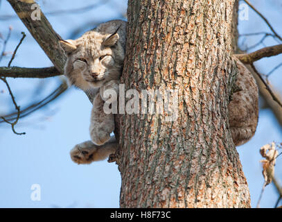 Eurasischer Luchs (Lynx Lynx), männliche in der Struktur gefangen, Deutschland Stockfoto