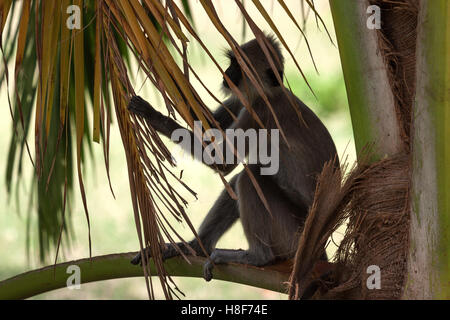 Hanuman-Languren (Semnopithecus SP.) sitzen in Palme, Anuradhapura, Sri Lanka Stockfoto