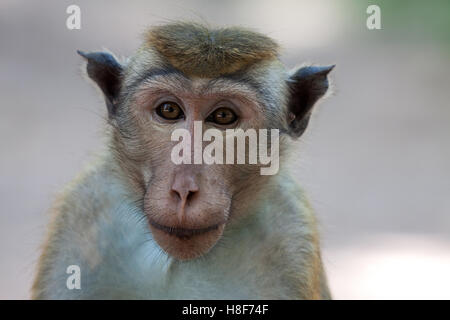 Toque Makaken (Macaca Sinica), Porträt, Sri Lanka Stockfoto