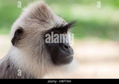 Hanuman-Languren (Semnopithecus SP.), Porträt, Anuradhapura, Sri Lanka Stockfoto