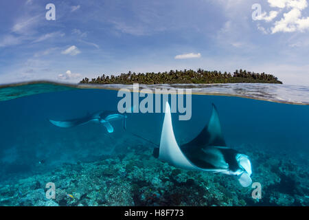 Riff-Mantarochen (Manta Alfredi) über Coral Reef, in der Nähe der Wasseroberfläche und Insel, Indischer Ozean, Malediven Stockfoto