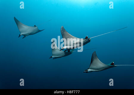 Mobulas (Mobula), Indischer Ozean, Malediven Stockfoto