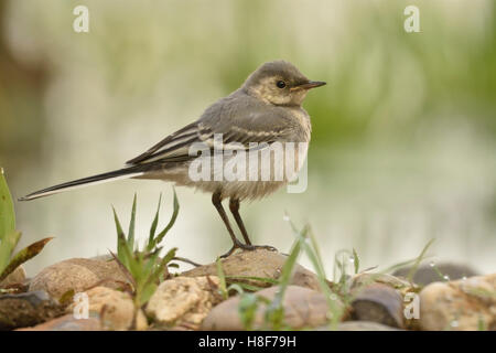 Bachstelze (Motacilla Alba) auf Stein, Provinz Overijssel, Niederlande Stockfoto