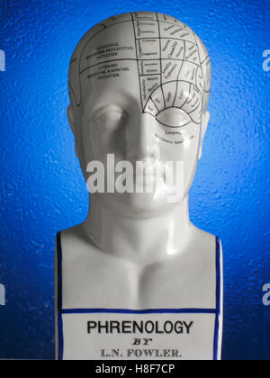 Anatomisches Modell der Kopf, etikettiert, Gehirnfunktionen Stockfoto