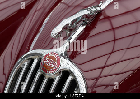 Wahrzeichen und Maskottchen Figur auf Jaguar XK140, 1952 Modell, Coventry England, britische Sportwagen-Klassiker Stockfoto
