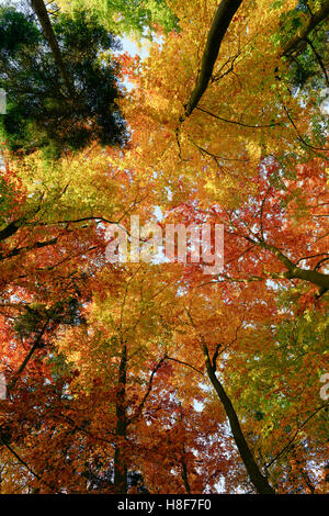 Buche Wald Baumkronen (Fagus Sylvatica) Anzeige Herbstfarben, Herbstlaub, Briedern, Rheinland-Pfalz, Deutschland Stockfoto