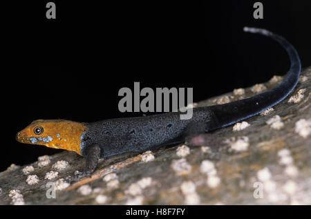 Unter der Leitung von gelb Gecko (Gonatodes Albogularis), Nicaragua Stockfoto