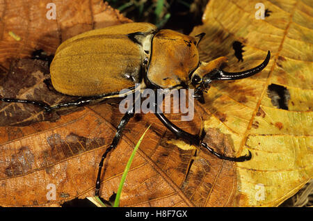 Elefanten-Käfer (Megasoma Elephas), Nicaragua Stockfoto