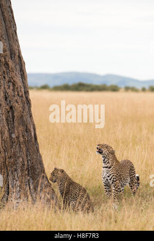 Weibliche Leoparden (Panthera Pardus) mit Cub vor einen Baum in der Savanne, Masai Mara bewahren, Kenia Stockfoto