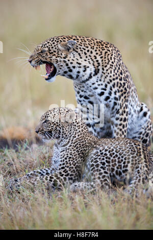 Knurren weibliche Leoparden (Panthera Pardus) mit Cub in der Savanne, Masai Mara zu bewahren, Kenia Stockfoto