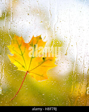 Herbst Ahornblatt auf Glas mit natürlichem Wasser Tropfen Stockfoto