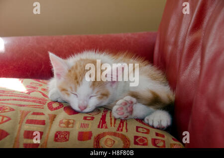 Tiger-Kätzchen schläft auf Kissen, Maine, USA Stockfoto
