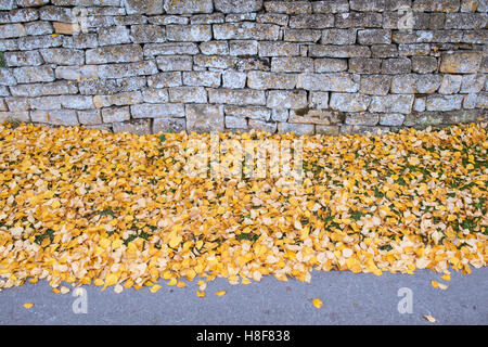 Betula-Pendel. Gefallen Herbst verlässt Birkenbaum neben einem Cotswold Steinmauer. Cotswolds, England