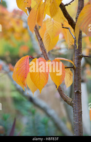 Prunus Sargentii Columnaris. Säulenförmigen Sargent Cherry Baum Blätter im Herbst. UK Stockfoto