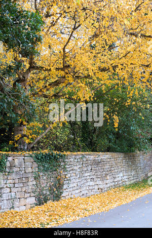 Betula pendula. Gefallenen herbst Silber Birke Blätter neben einem cotswold stone wall im Stanway. Cotswolds, England Stockfoto