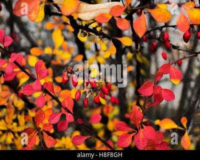 Cornus Mas (Kornelkirsche Kirsche, Europäische Kornelkirsche oder Cornelian Cherry Hartriegel) im Herbst Stockfoto