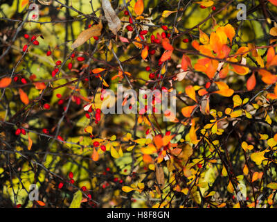 Cornus Mas (Kornelkirsche Kirsche, Europäische Kornelkirsche oder Cornelian Cherry Hartriegel) im Herbst Stockfoto