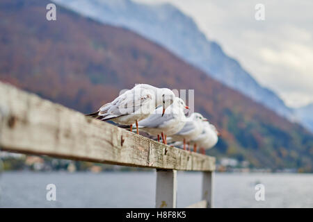 Möwen am See Traunsee in Gmunden, Salzkammergut Stockfoto