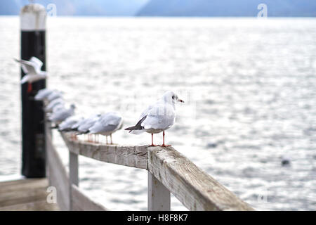 Möwen am See Traunsee in Gmunden, Salzkammergut Stockfoto