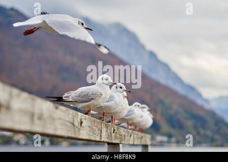 Möwen am See Traunsee in Gmunden, Salzkammergut Stockfoto