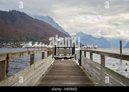 Möwen am See Traunsee in Gmunden, Salzkammergut Stockfoto