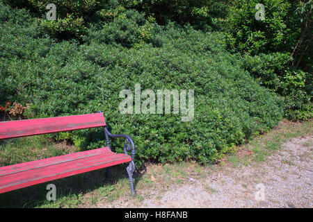 Malosma Laurina ist eine Pflanzengattung, die enthält nur eine einzige Spezies, Malosma laurina Stockfoto