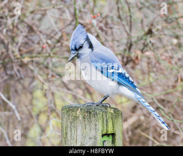 Ein Blue Jay thront auf Holzpfosten. Stockfoto