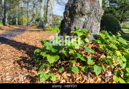 Basis einer Linde mit Blättern auf dem Boden im Herbst in West Sussex, England, Großbritannien. Stockfoto