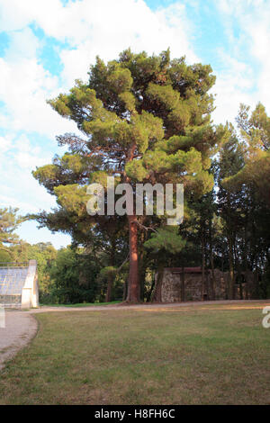 Blick auf die Pinus Halepensis, allgemein bekannt als der Aleppo-Kiefer Stockfoto