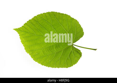 Silber-Linde, Silberlinde, Linde, Tilia Tomentosa, Tilia Argentea, Silber-Linde, Silber Kalk, Le Tilleul Argenté, Tilleul de Ho Stockfoto