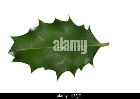 Gewöhnliche Stechpalme, Europäische Stechpalme, Stech-Palme, Stechpalme, Hülse, Ilex Aquifolium, gemeinsame Holly, englische Holly, Eu Stockfoto