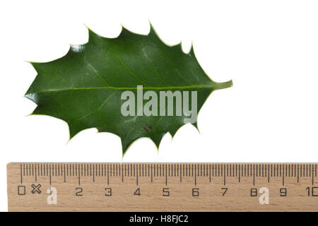 Gewöhnliche Stechpalme, Europäische Stechpalme, Stech-Palme, Stechpalme, Hülse, Ilex Aquifolium, gemeinsame Holly, englische Holly, Eu Stockfoto