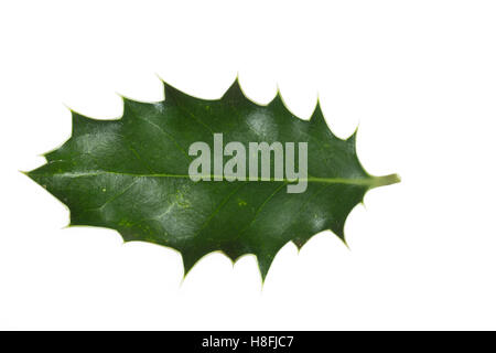 Gewöhnliche Stechpalme, Europäische Stechpalme, Stech-Palme, Stechpalme, Hülse, Ilex Aquifolium, gemeinsame Holly, englische Holly, Eu Stockfoto