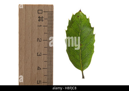 Steineiche, Stein-Eiche, Eiche, Steineiche, Quercus Ilex, Steineiche, immergrünen Eichen, Le Chêne Vert, l'Yeuse, Chêne faux Houx. Blatt Stockfoto